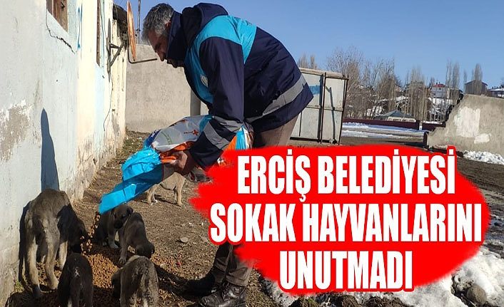 Erciş Belediyesi sokak hayvanlarını unutmadı