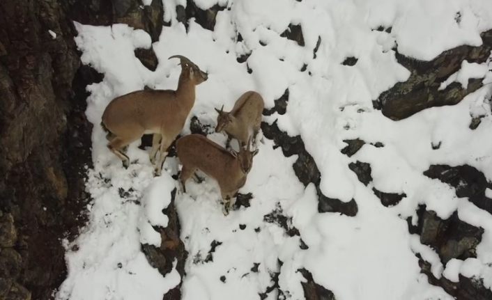 Erzincan’da dağ keçileri havadan görüntülendi