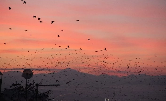 Erzurum’da kargaların günbatımıyla dansı eşsiz görüntüler ortaya çıkarttı
