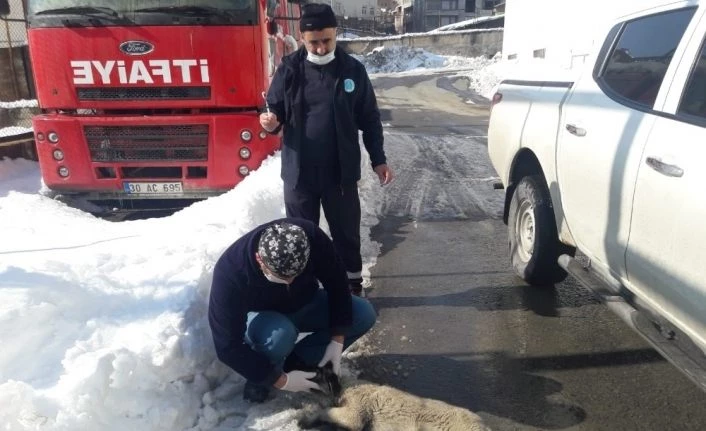 Hakkari Belediyesi can dostların yaralarını sarıyor