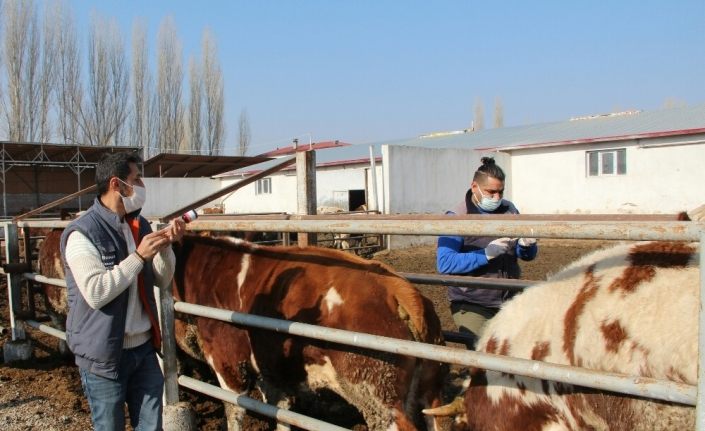 Iğdır’da ilkbahar dönemi şap aşılama kampanyası