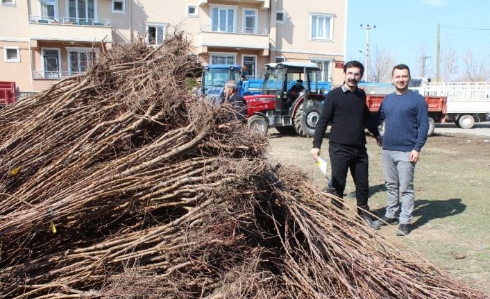 Iğdır’da yüzde 60 hibeli kayısı fidanı dağıtımı