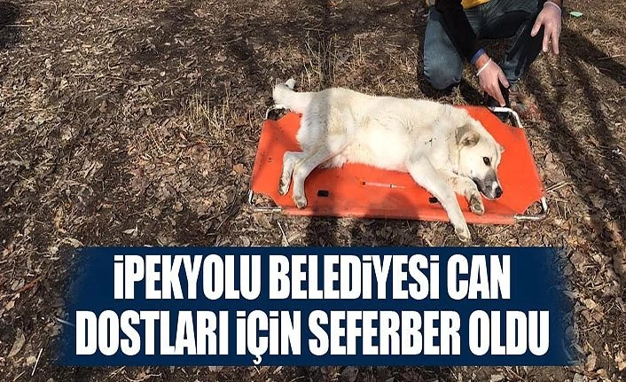 İpekyolu Belediyesi can dostları için seferber oldu
