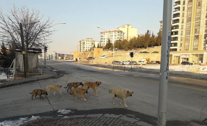 Kadın, köpeklerin saldırısında yaralandı