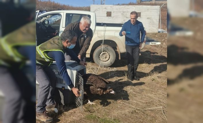 Kara akbaba bakım ve tedavisinin ardından doğaya salındı