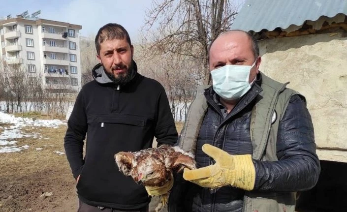Kargalar tarafından yaralanan Kızıl Şahin tedavi altına alındı