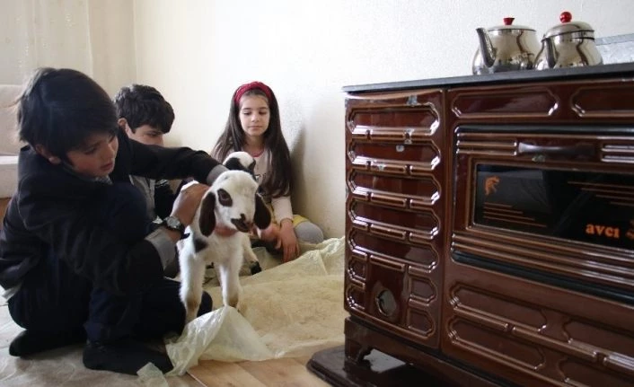 Kış günü doğan kuzulara soba kenarında bakılıyor, bebek gibi özen gösteriliyor
