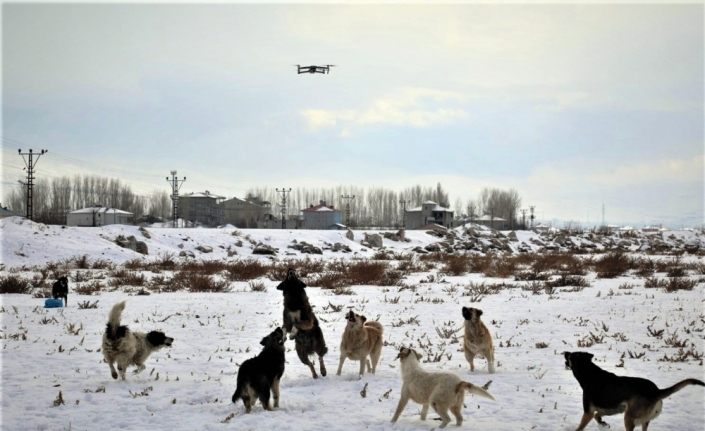 Van'da köpeklerin drone ile imtihanı