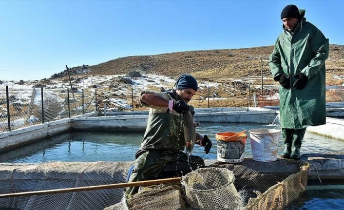 Muş