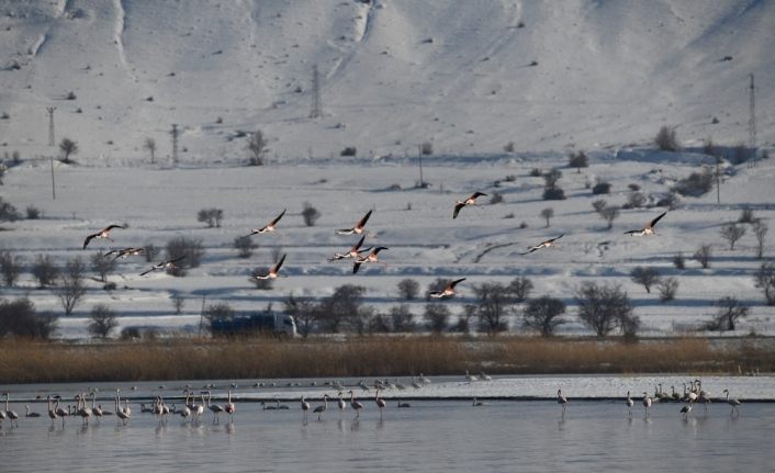 Yaz aylarında Van’a gelen flamingolar, kışı Van Gölü’nde geçiriyor
