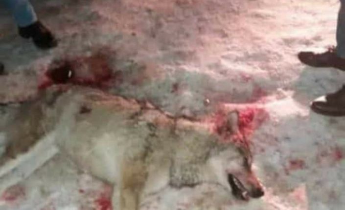 Süphan Dağı’ndan inen kurt bir kadına saldırdı