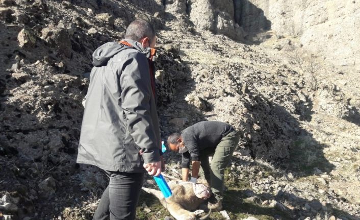 Tunceli’de 7 yaban keçisi daha ölü bulundu
