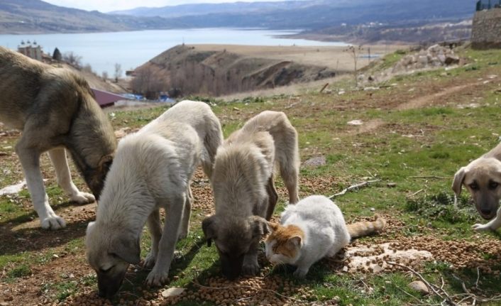 Tunceli’de sokak hayvanlarına vefa