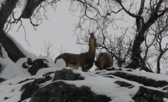 Tunceli’de yaban hayvanları için doğaya 10 ton yem bırakıldı