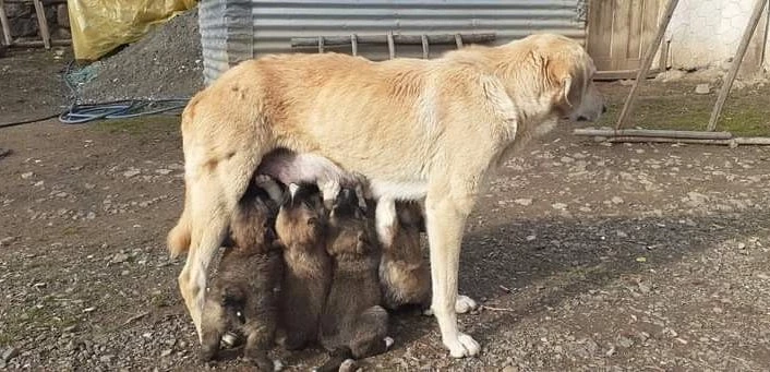 Yavru köpekler annelerine kavuştu