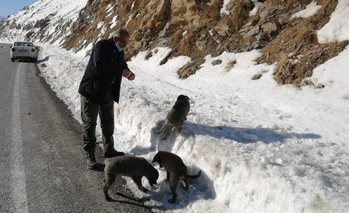 Van Çatak Karayolu kenarına 3 yavru köpek bırakıldı