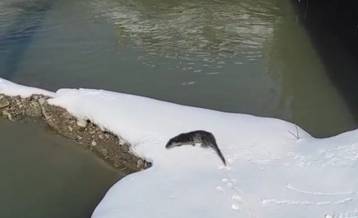 Yüksekova’da su samuru görüntülendi