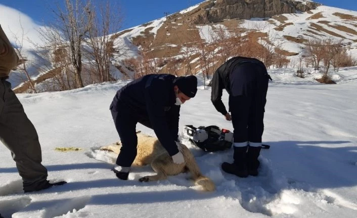 Zehirlenen köpeğe ilk müdahale