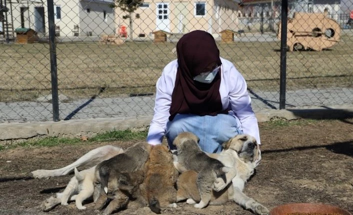 Annesiz kalan 7 yavru köpeği başka bir anne köpek sahiplendi