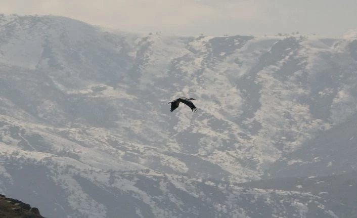 Baharın müjdecisi leylekler erken geldi