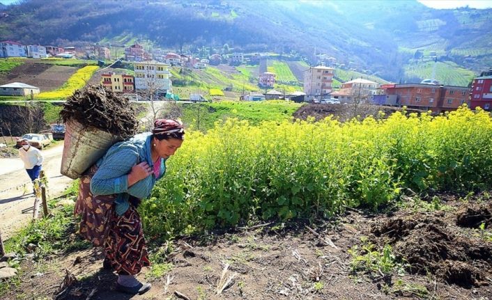 Doğu Karadeniz