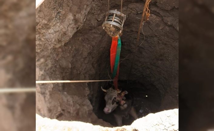 Elazığ’da 14 metrelik kuyuya düşen gebe inek, 1 saatlik çalışmayla kurtarıldı