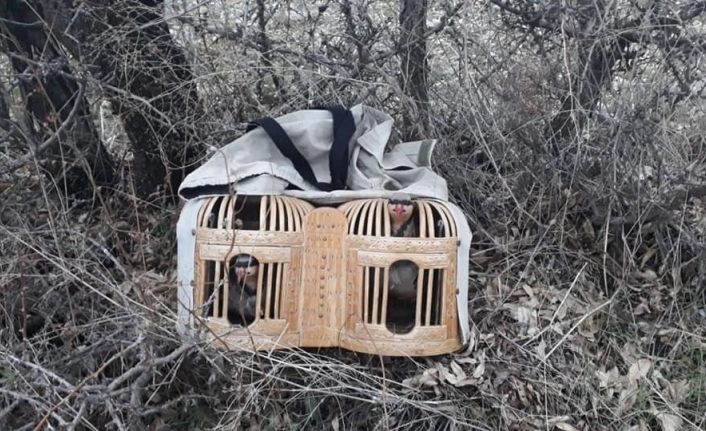 Elazığ’da  avlaklarda denetim, keklikler ele geçirildi bir meteris yıkıldı