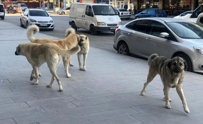 Erzincan’da sokak köpekleri tehlike saçıyor