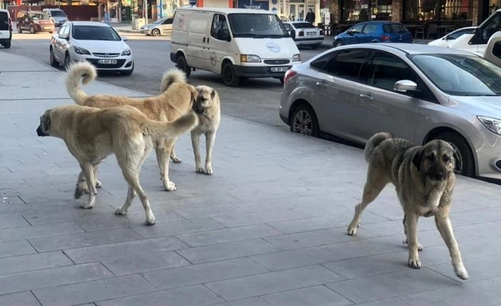 Erzincan’da sokak köpekleri tehlike saçıyor