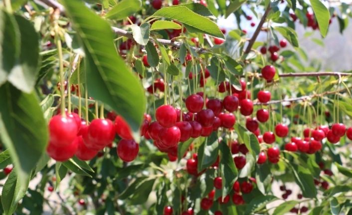 Erzincan’da vişne bahçesi kuranlara yüzde 75 hibe desteği