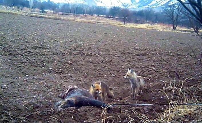 Erzincan’da yaban hayatı fotokapanla görüntüleniyor