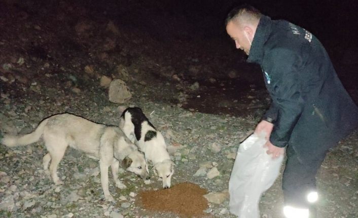 Gece yarısı sokak hayvanlarını elleriyle beslediler