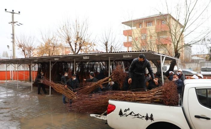 Iğdır’da çiftçilere kayısı fidanı dağıtıldı