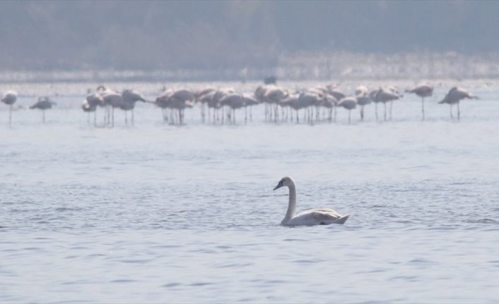 İzmit Körfezi flamingo ve kuğularla şenlendi