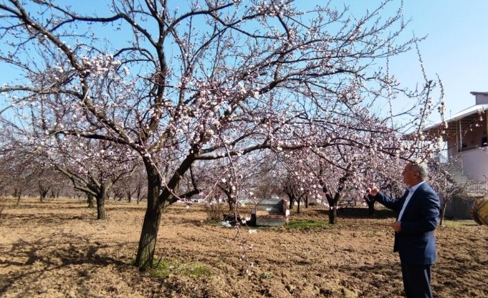 Kayısı başkenti Malatya’da kayısı ağaçları çiçekleri açtı