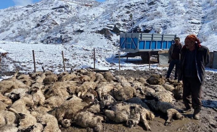 Koyun kuzu izdihamında 82 hayvan telef oldu