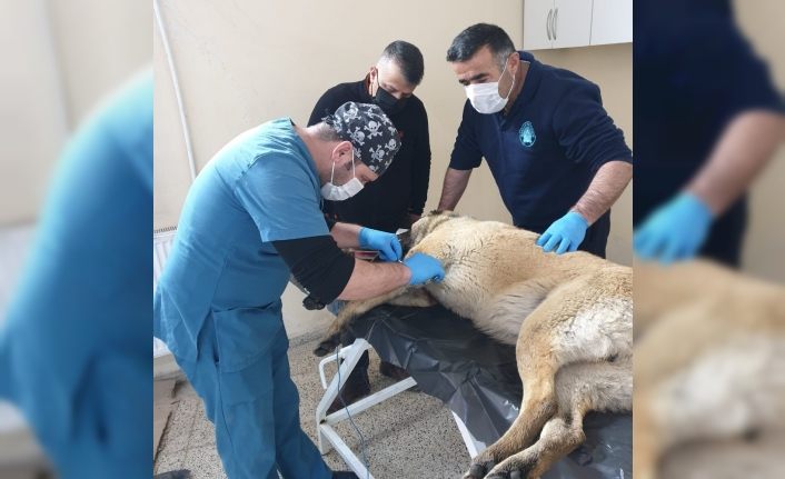 Kurt saldırısına uğrayan çoban köpeği tedavi altına alındı