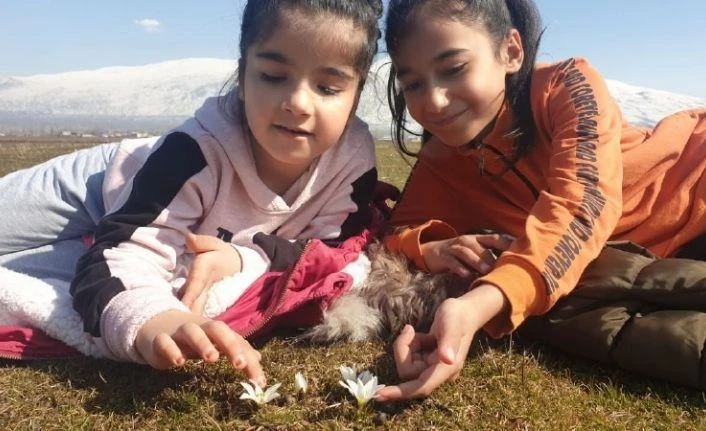 (Özel) Bitlis’te kardelen ve çiğdemler çiçek açtı