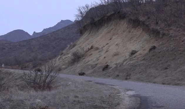 Tunceli’de sürü halinde yola inen domuz sürüsü görüntülendi