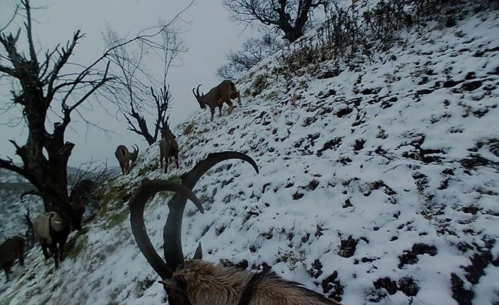 Tunceli’de yaban keçileri sürü halinde foto kapanla görüntülendi