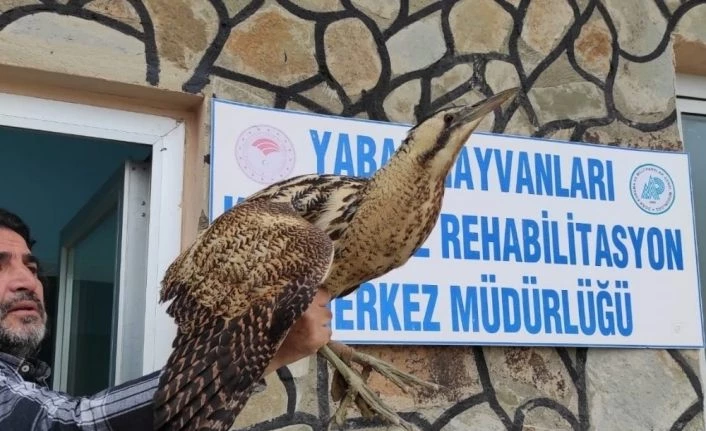 Yaralı kuşlar tedavi altına alındı