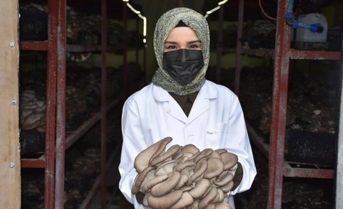 Yıllık 30 ton istiridye mantarı üreten harita mühendisi genç kadın, mesleğini bırakıp üretici oldu