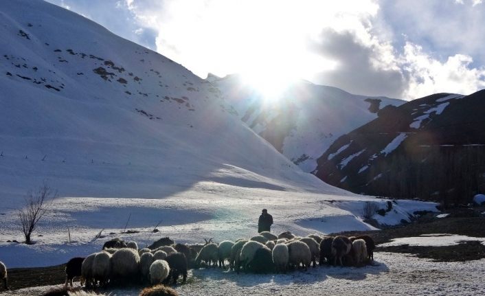 Yüksekova’da besicilerin kış mesaisi devam ediyor