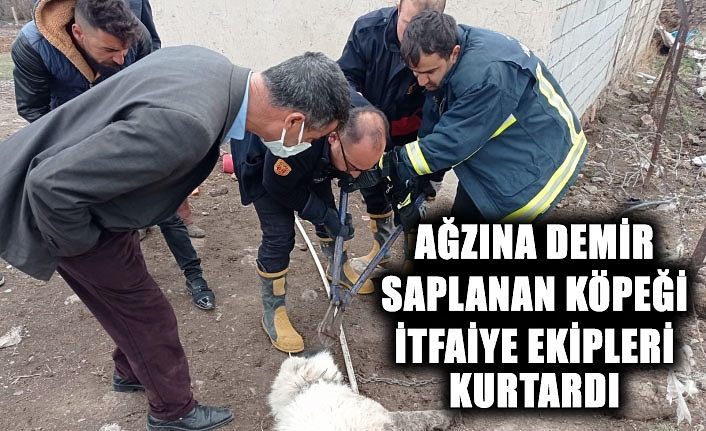 Van'da ağzına demir saplanan köpeği itfaiye ekipleri kurtardı