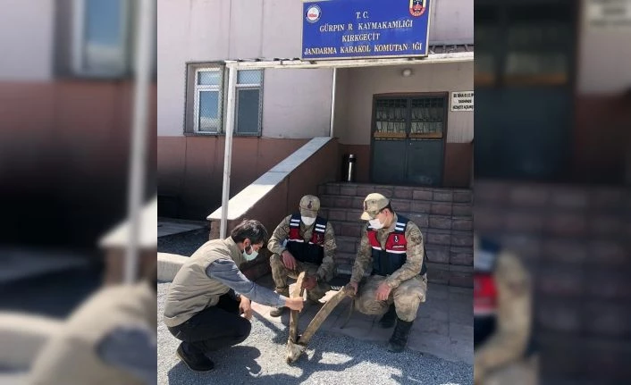 Araçlarında yaban keçisine ait boynuz trofesi bulunduran 4 kişiye toplam 69 bin 612 liralık idari para kesildi