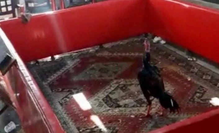 Bağevinde horoz dövüşüne baskın: 27 şahıs yakalandı