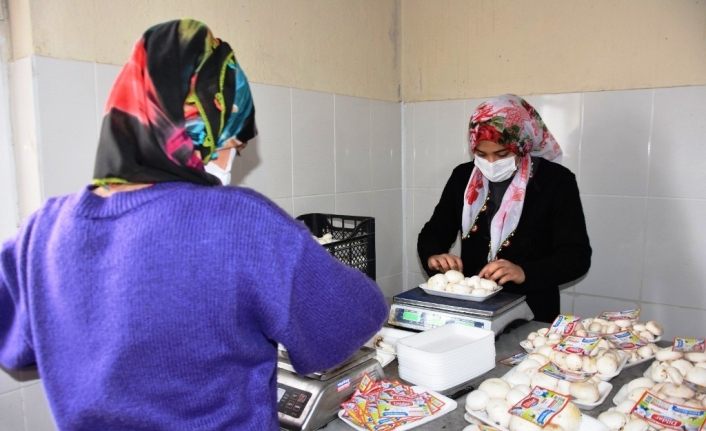 Bitlis’te üretilen kültür mantarı bölge illerine pazarlanıyor