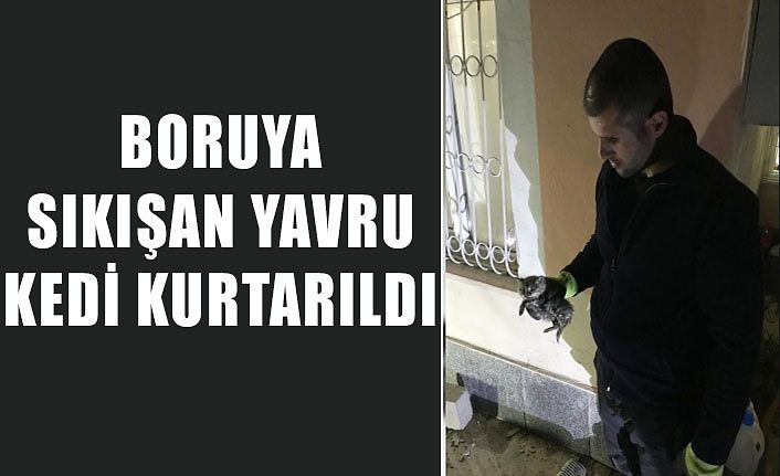 Van'da boruya sıkışan yavru kedi kurtarıldı