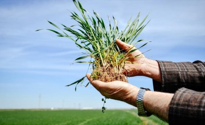 Buğdayda bu sezon rekolte beklentisi 19 milyon ton