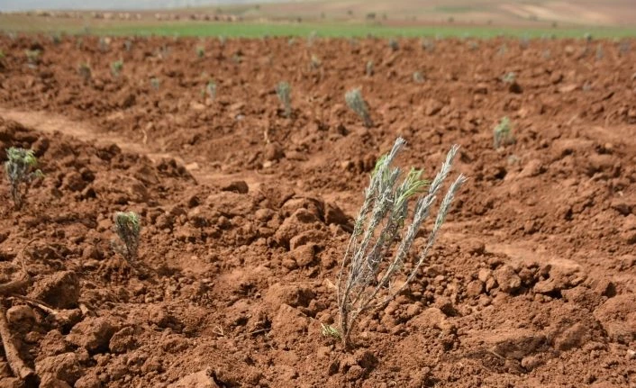 Bulgaristan’dan getirilen lavanta fideleri Bitlis’te toprakla buluştu